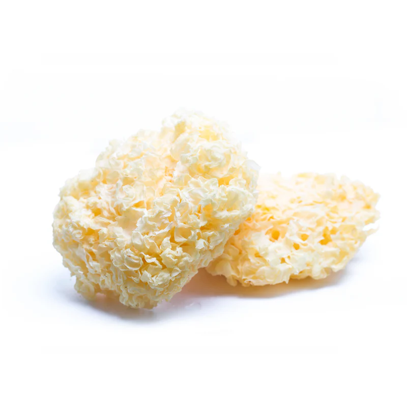 Champignon fungus blanc, séché Sparissa Crispa - 100g - Image 2